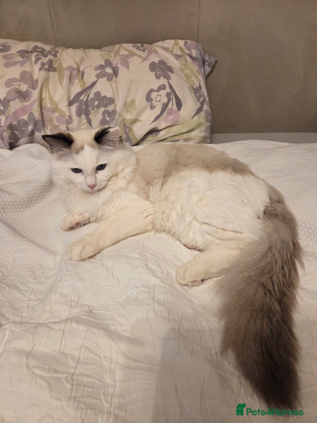 Ragdoll cats for sale: Meet Snow Our Sweet Ragdoll Looking for a New Home - Advert 12