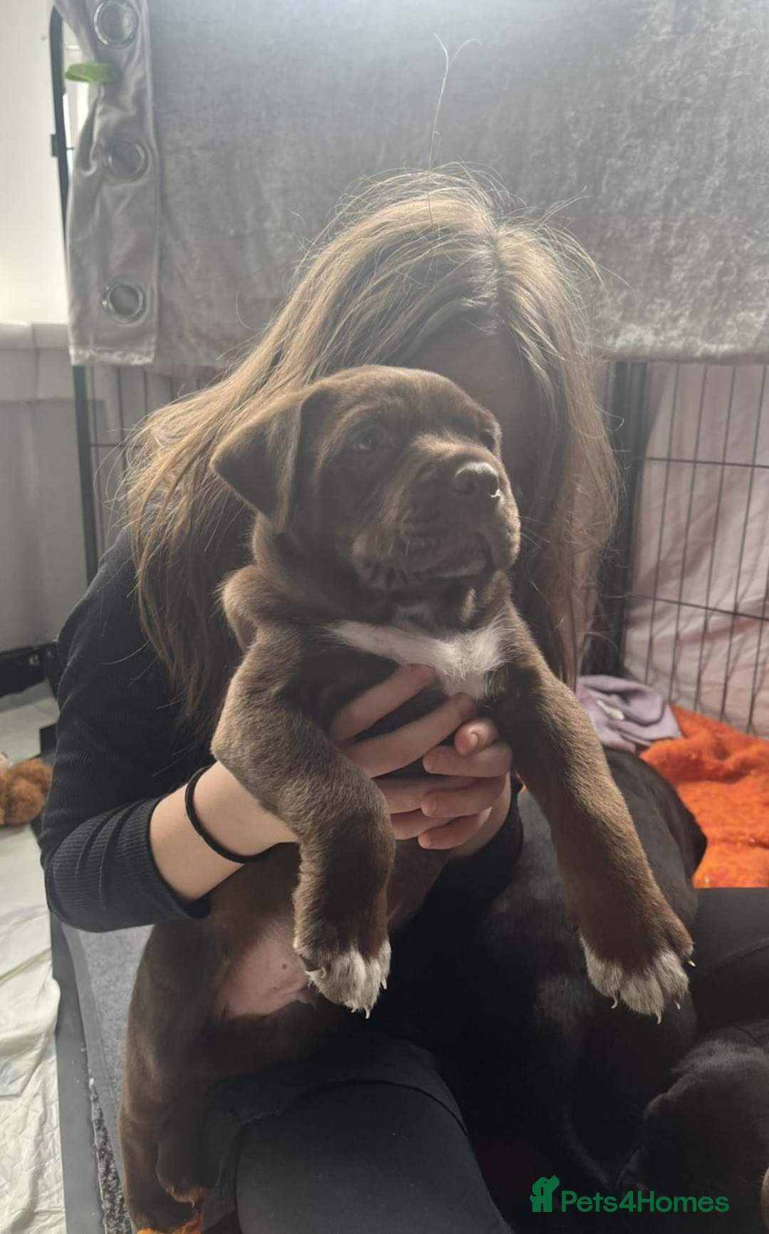 Mixed Breed dogs Labrabull Puppies 5 remaining 🐾 - Advert 9