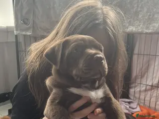 Mixed Breed dogs Labrabull Puppies 5 remaining 🐾 - Advert 9