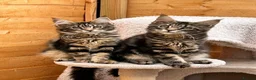 Maine Coon cats for sale: Outstanding pedigree kittens - Advert 10