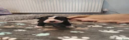 Mixed Breed dogs for sale: Olde English Bulldogg/ Alapaha bulldogg puppies  in Blackburn - Advert 10