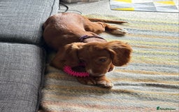 Cocker Spaniel dogs for sale: Kc reg Working type cocker spaniels - Image 1