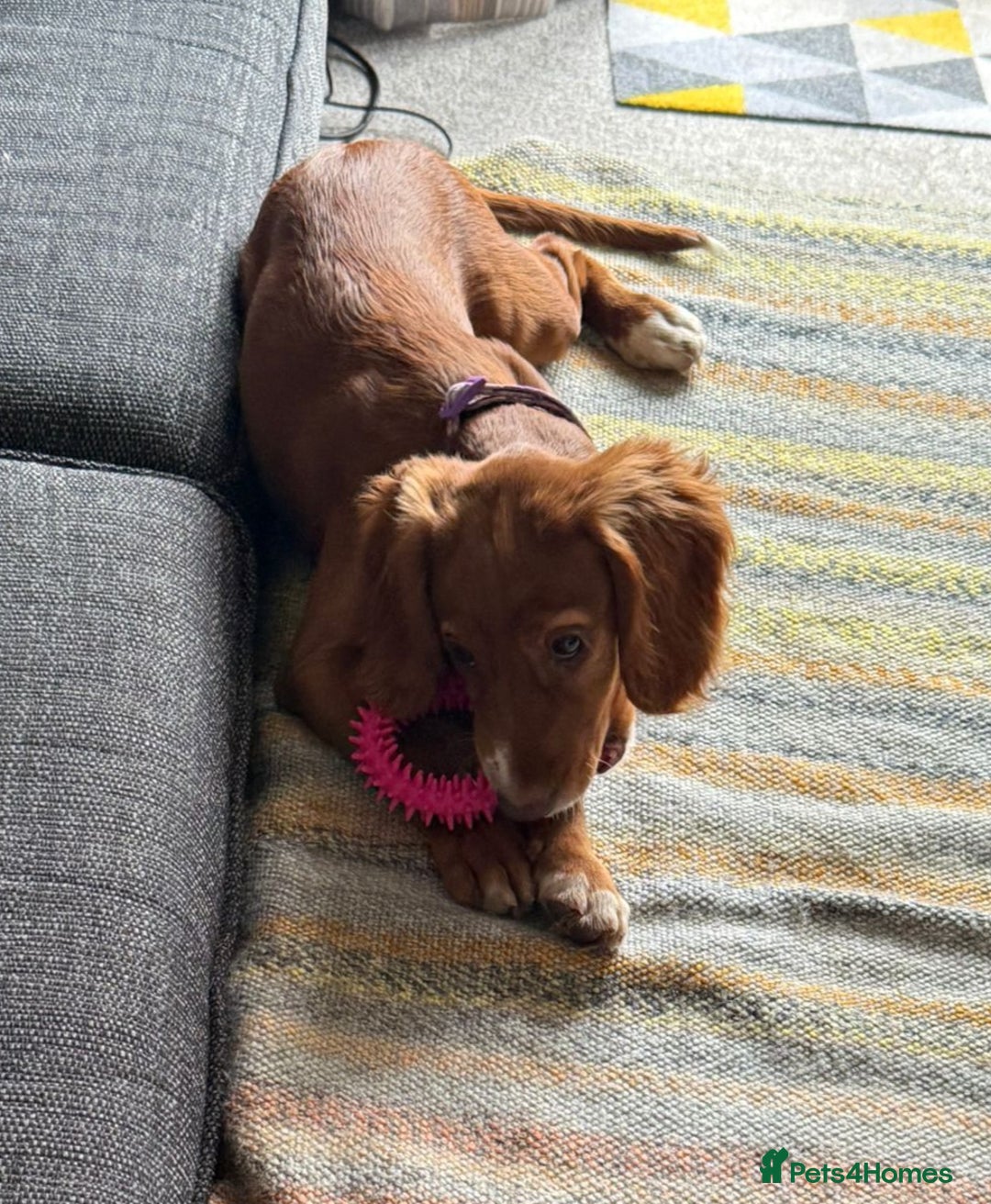 Cocker Spaniel dogs for sale: Kc reg Working type cocker spaniels - Image 1