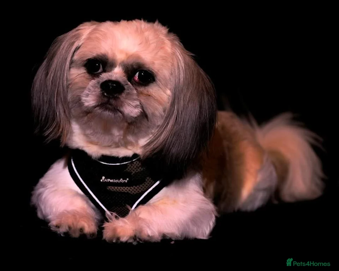 Shih Tzu dogs for stud: Shih tzu stud in Tipton - Advert 2