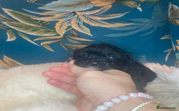 Shihpoo dogs for sale: Payment plans available Toy shihpoo puppies  - Image 23