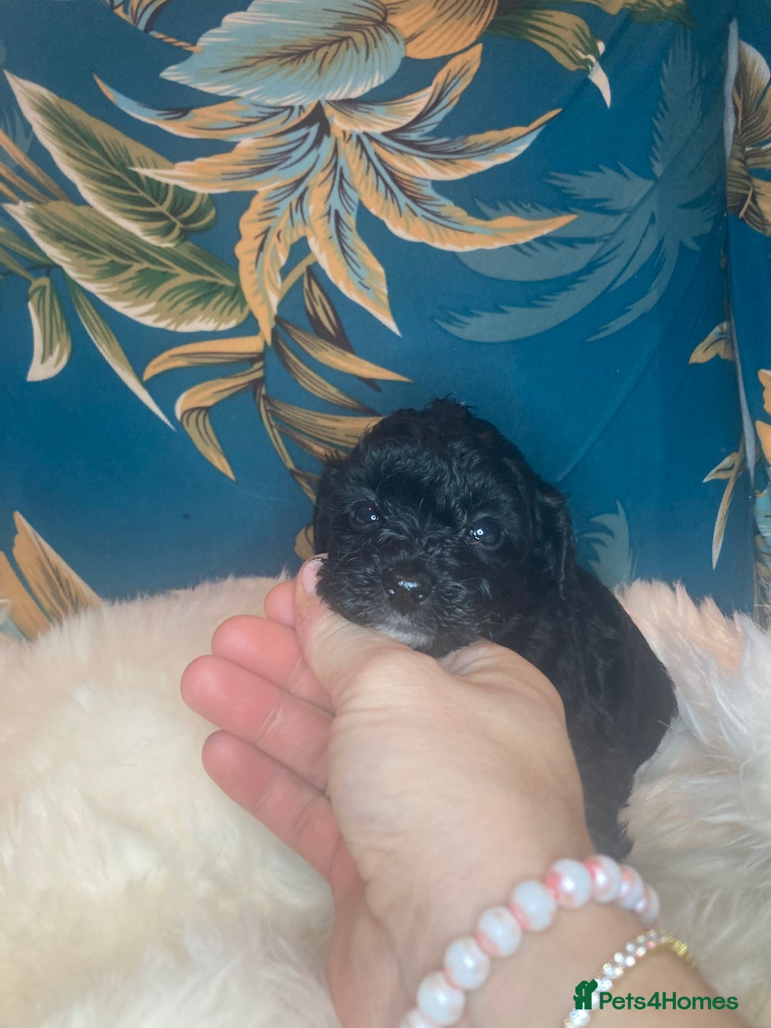 Shihpoo dogs for sale: Payment plans available Toy shihpoo puppies  - Image 23