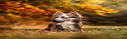 Border Collie dogs for stud: Exceptional Lilac & White DNA clear Border Collie in Saint Asaph - Advert 22