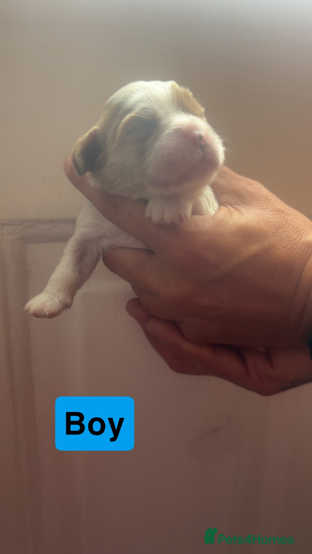 Cavalier King Charles Spaniel dogs for sale: Mixed colour Cavaliers  - Image 10