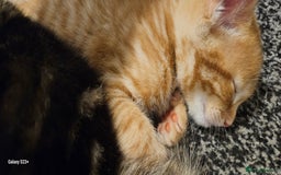 Mixed Breed cats for sale: 5 Bengal x Kittens–Glitter Coats,Beautiful Colours - Advert 16