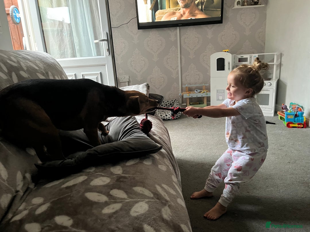 Mixed Breed dogs for sale: Beagle cross Jack Russle (Mo)  - Advert 3