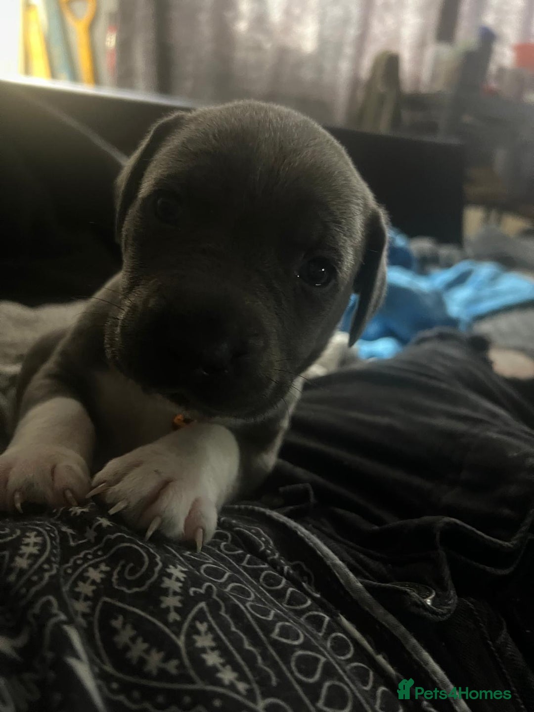 Cane Corso dogs for sale: Beautiful rare cane corso with white legs  - Advert 8