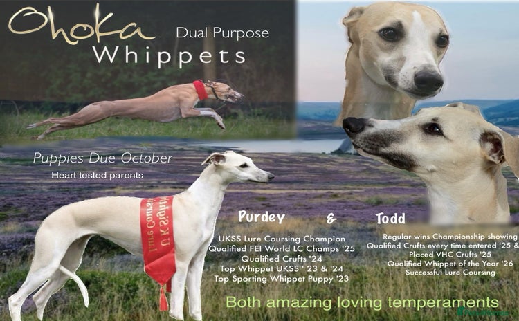 Whippet dogs - Advert 5