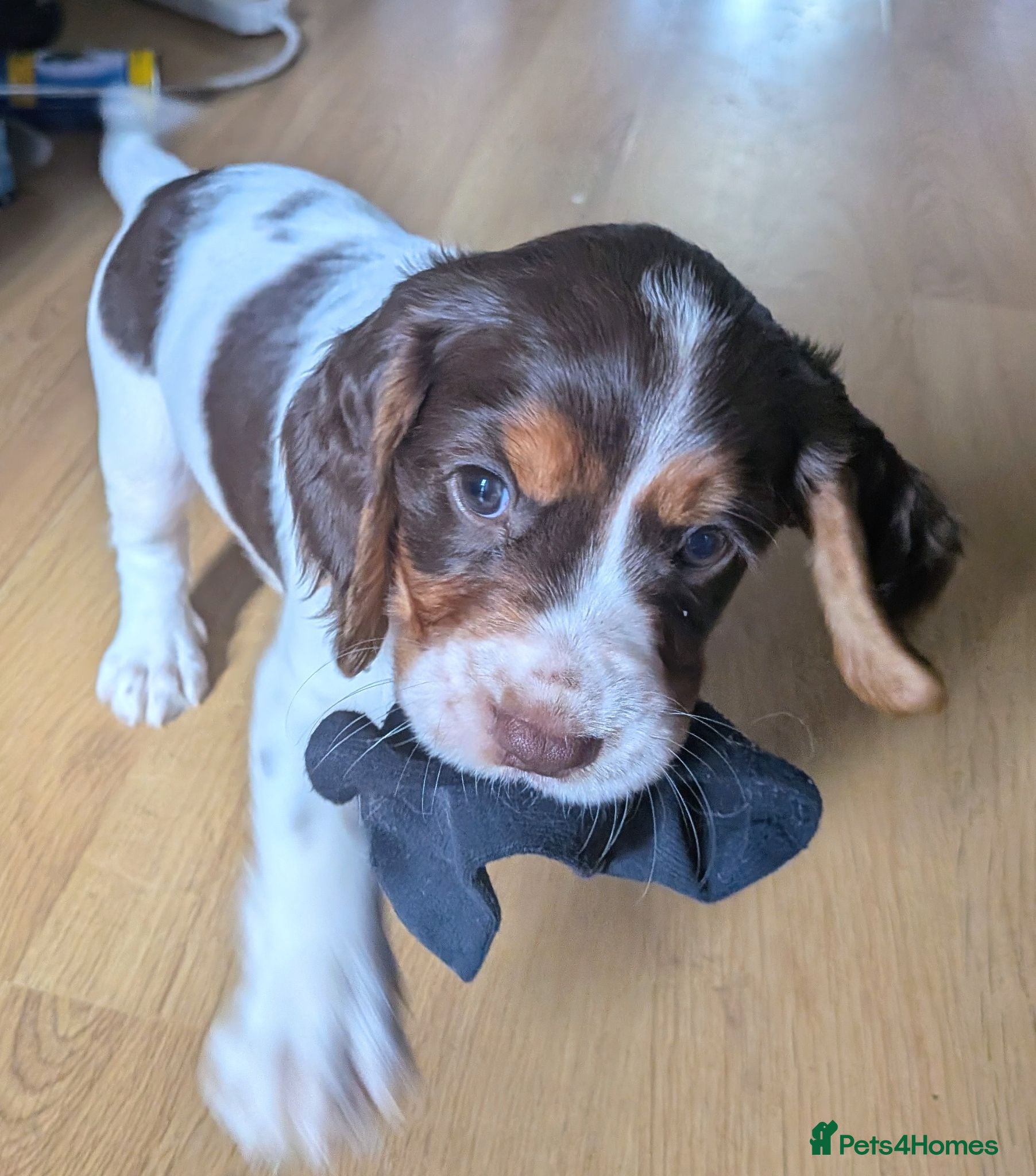 Cocker Spaniel dogs ⭐ ONLY 1 LEFT ⭐Beautiful cocker spaniel puppies - Advert 12