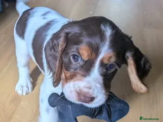 Cocker Spaniel dogs ⭐ ONLY 1 LEFT ⭐Beautiful cocker spaniel puppies - Advert 9