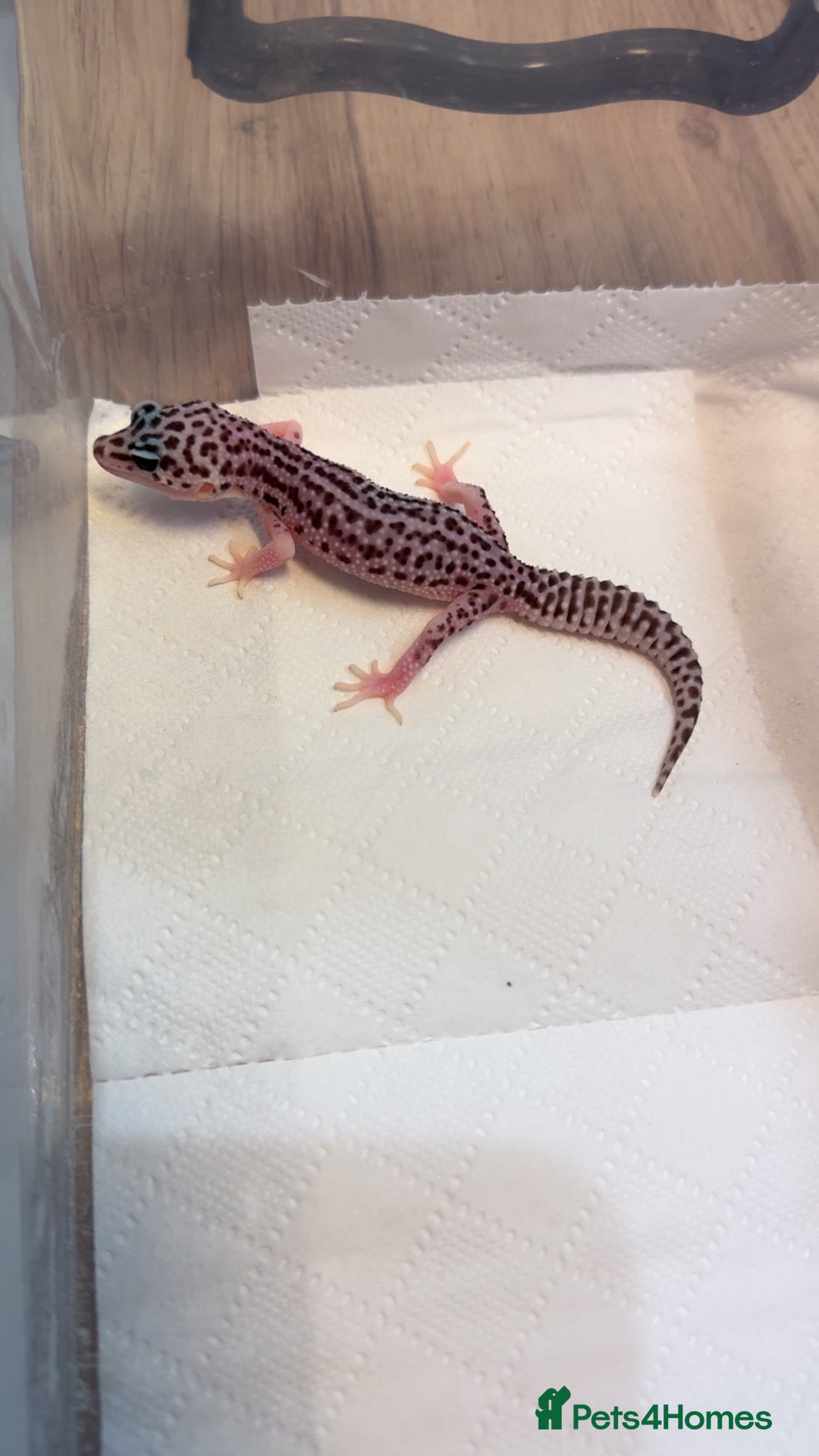 Leopard Gecko reptiles for sale: Leopard geckos - Advert 1
