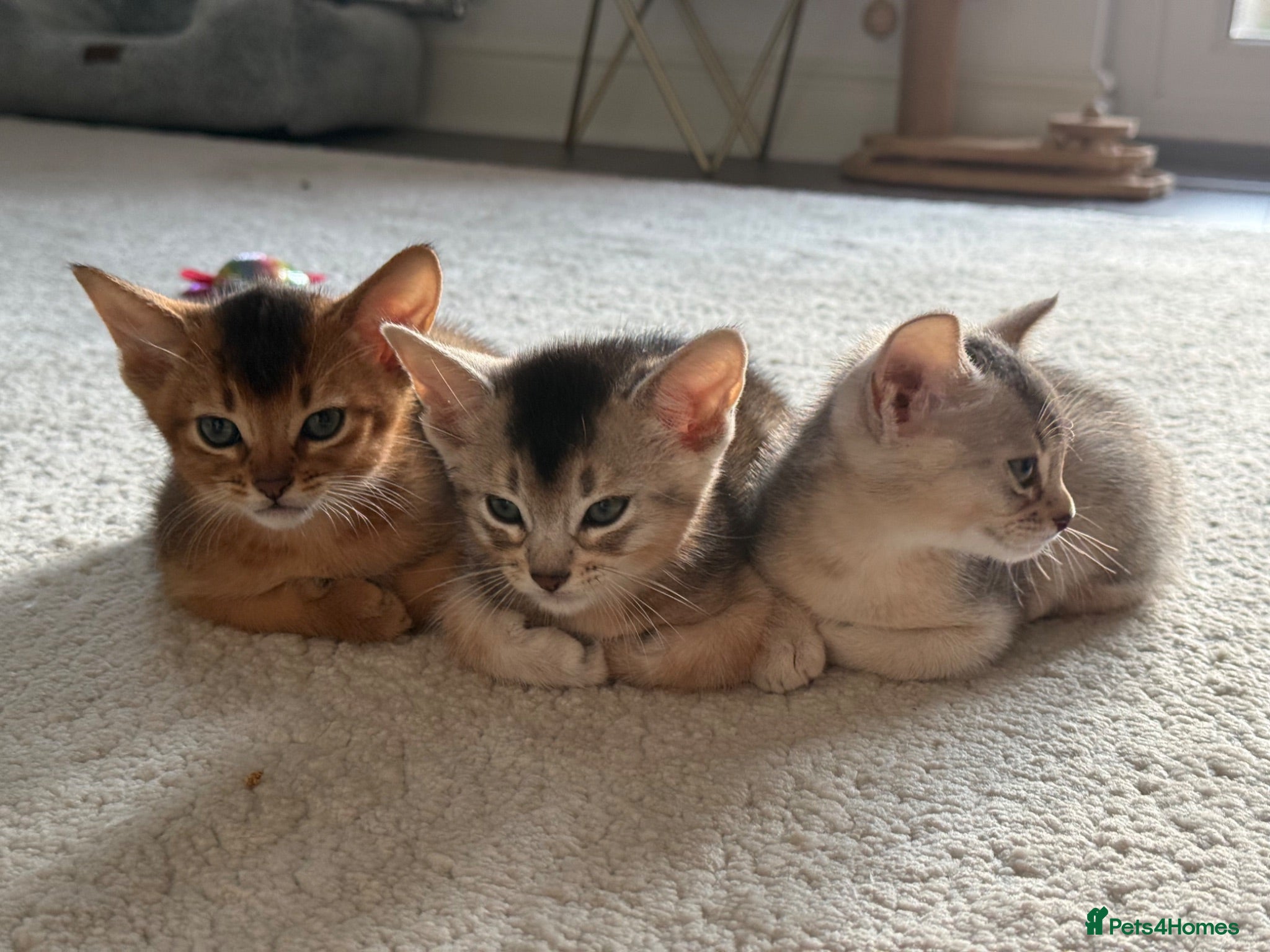 Abyssinian cats TICA Registered Abyssinian Kittens - Advert 1