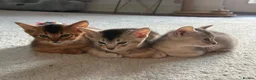 Abyssinian cats for sale: TICA Registered Abyssinian Kittens - Advert 1