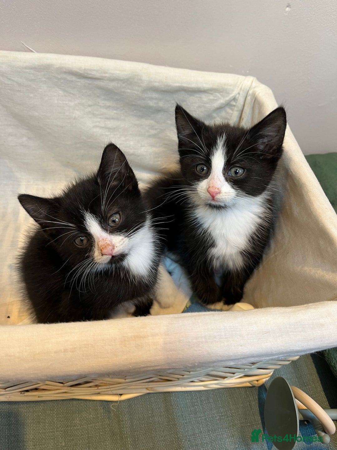 Mixed Breed cats for sale: 9 week old gorgeous kittens  - Advert 1
