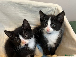Mixed Breed cats 9 week old gorgeous kittens - Advert 1