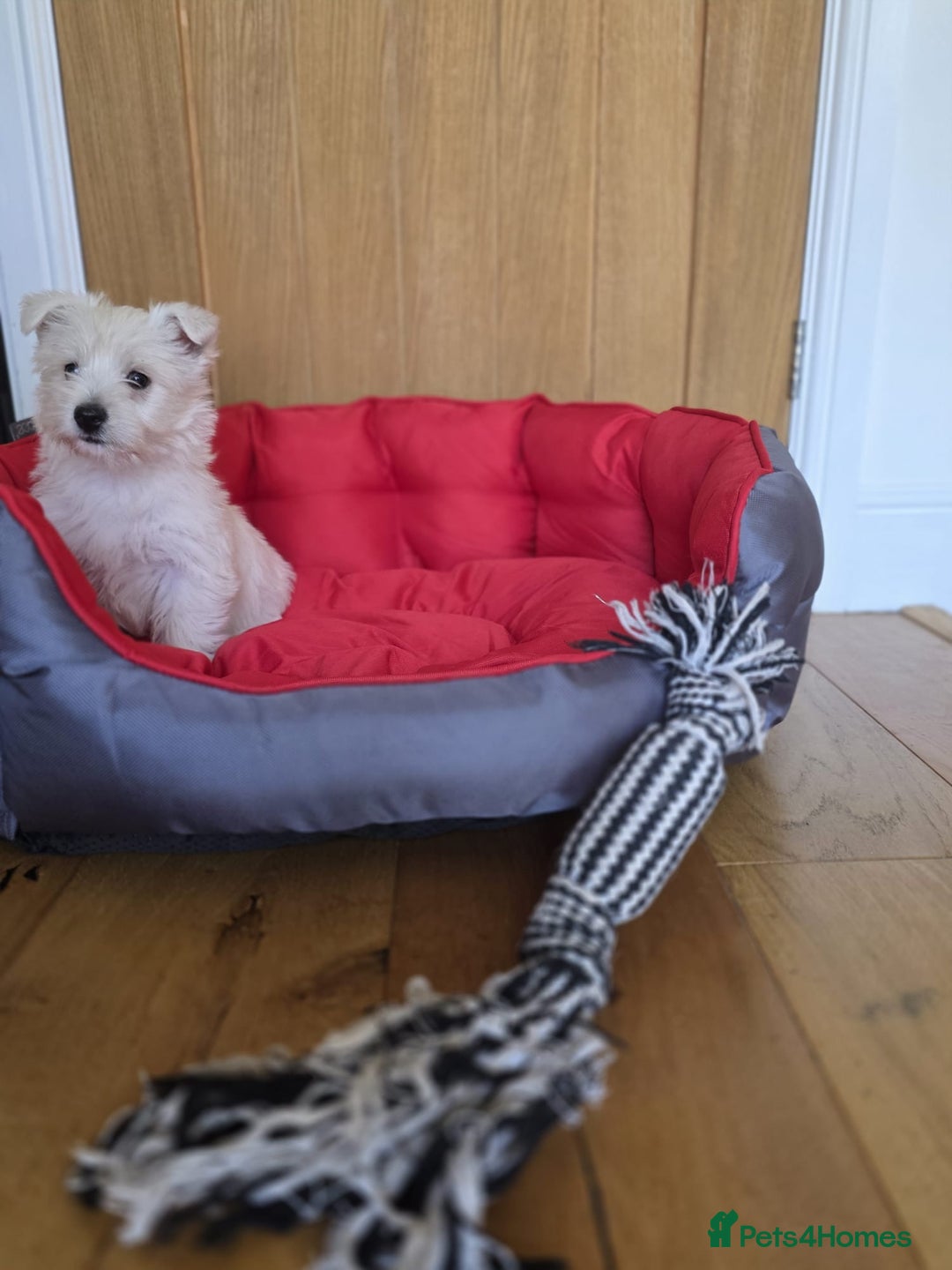West Highland Terrier dogs for sale: 2 Female West Highlands Puppies - Image 5