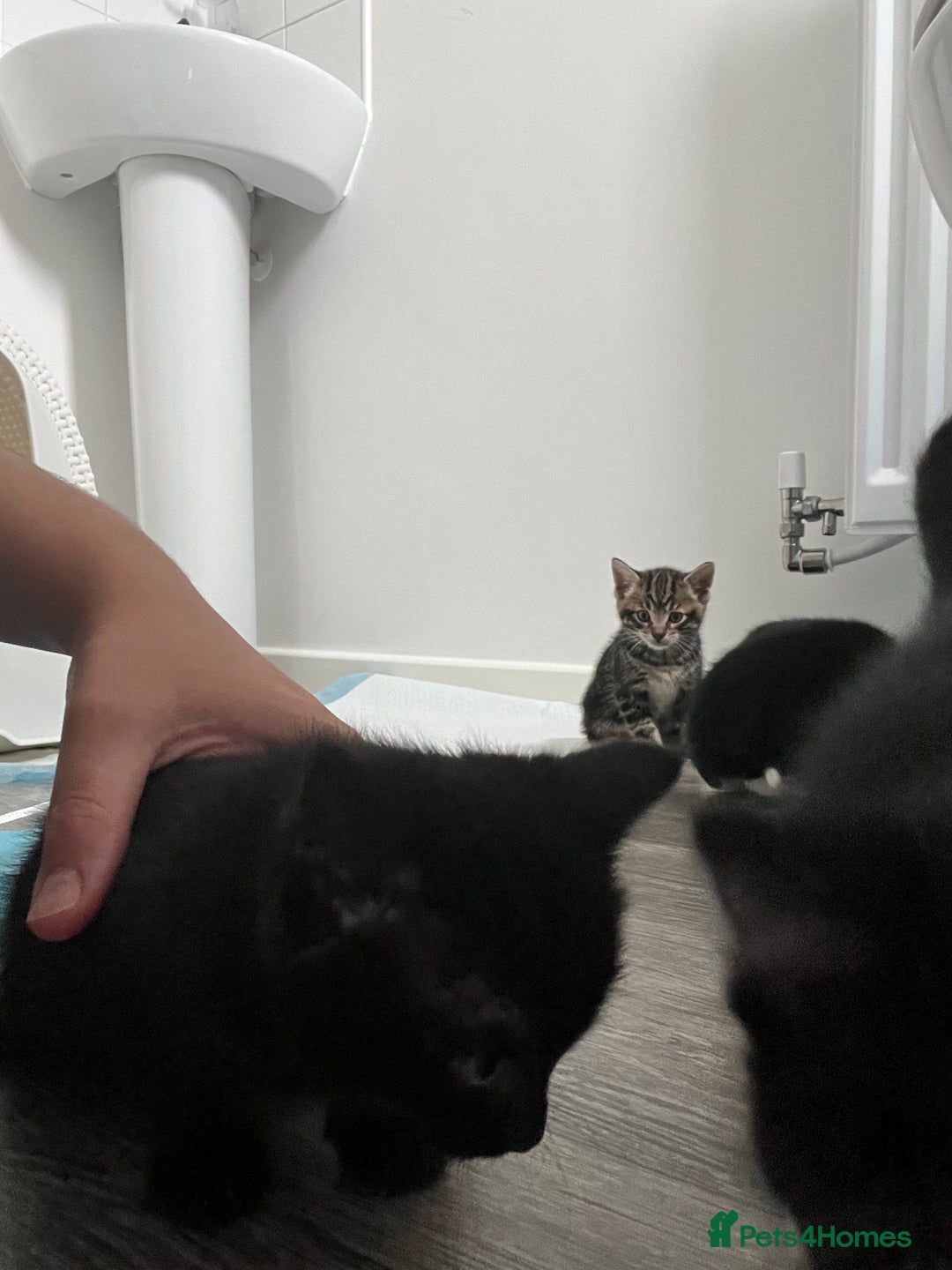 Mixed Breed cats for sale: Bengal Mix- Ready! 4/6 left  - Image 22