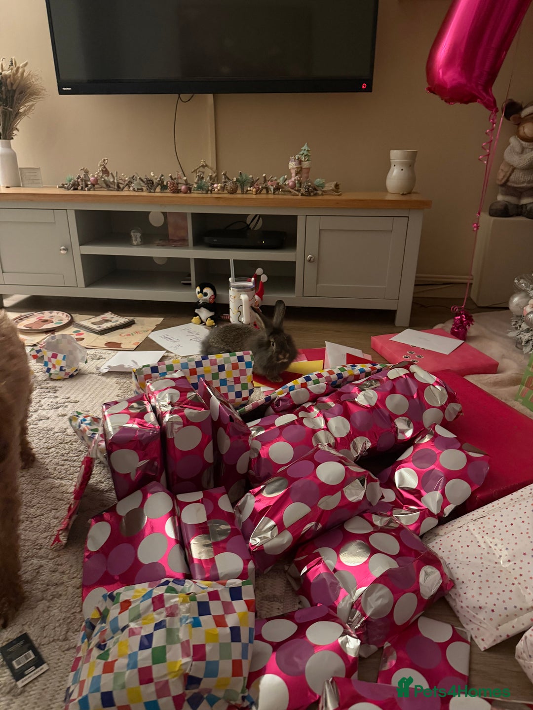 Lionhead rabbits for sale: Gorgeous Male Lionhead - Advert 3