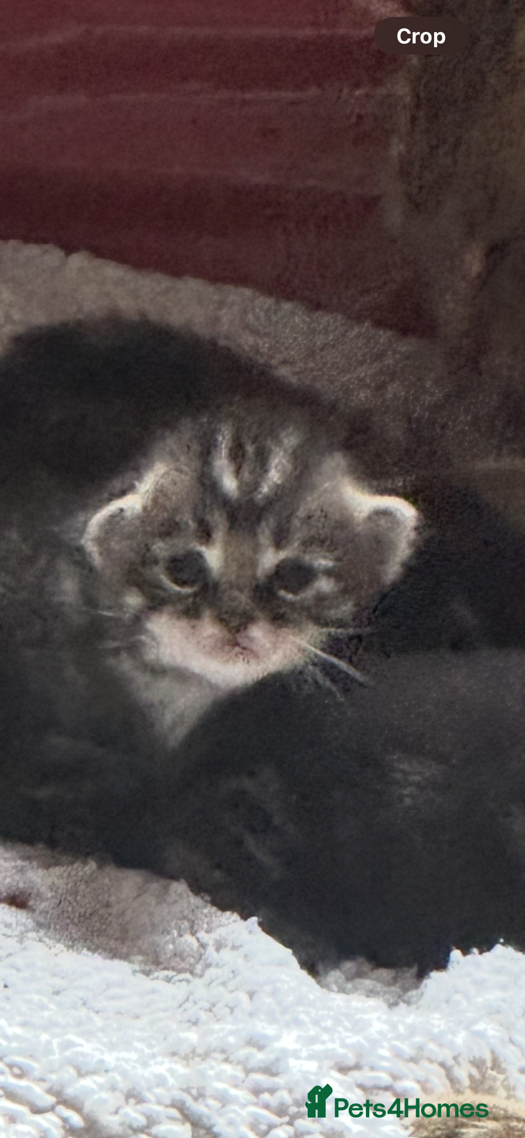 Bengal cats for sale: Beautiful part bred bengal kittens  - Image 1