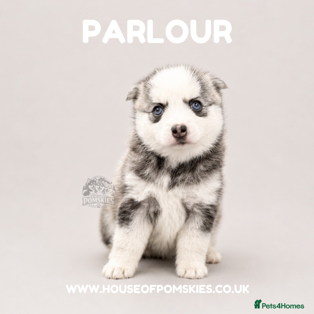 Pomsky dogs F4 Pomsky Puppies  - Advert 2