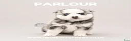 Pomsky dogs for sale: F4 Pomsky Puppies  - Advert 18