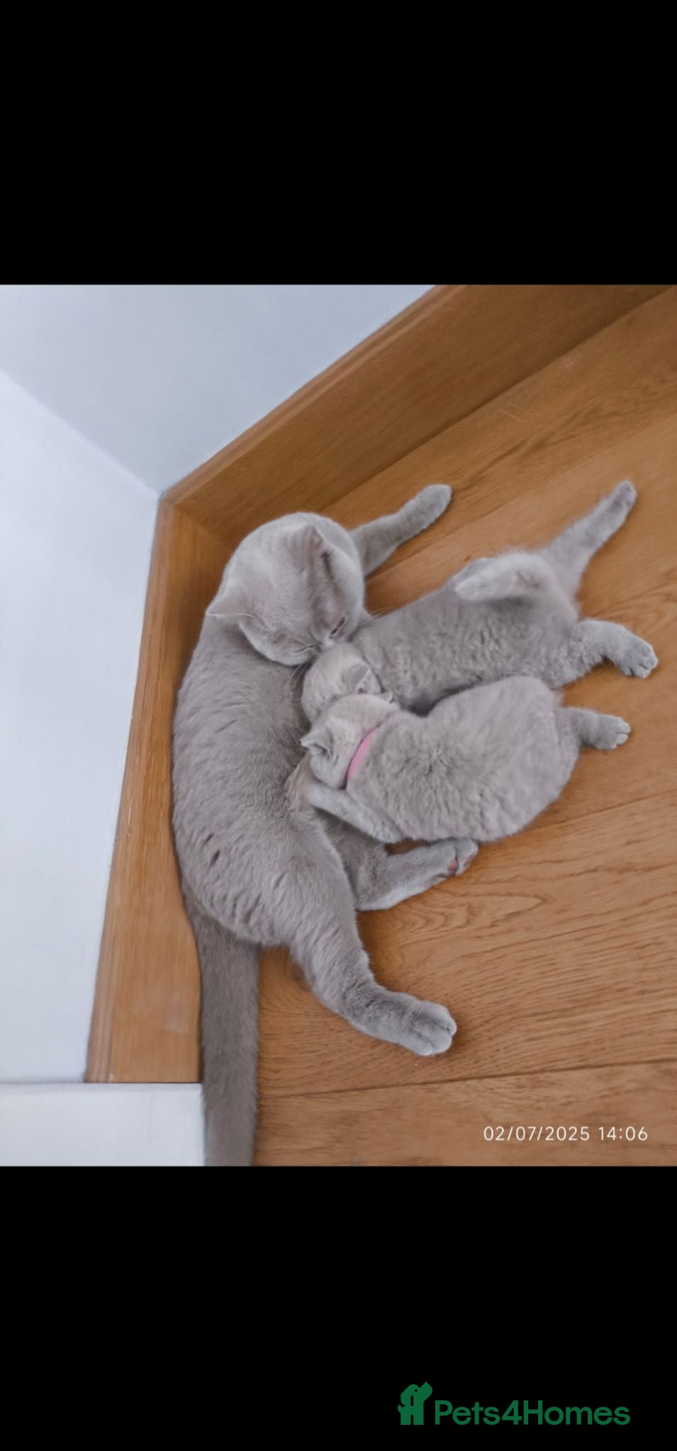 British Shorthair cats GCCF Chunky bead lilac Kittens - Advert 3