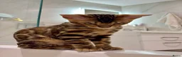Bengal cats for sale: 🐆 Beautiful Purebred Bengal Kitten - Advert 3