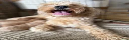 Cockapoo dogs for sale: ⭐⭐OUTSTANDING COCKAPOO PUPPIES⭐⭐ in Melton Mowbray - Advert 10