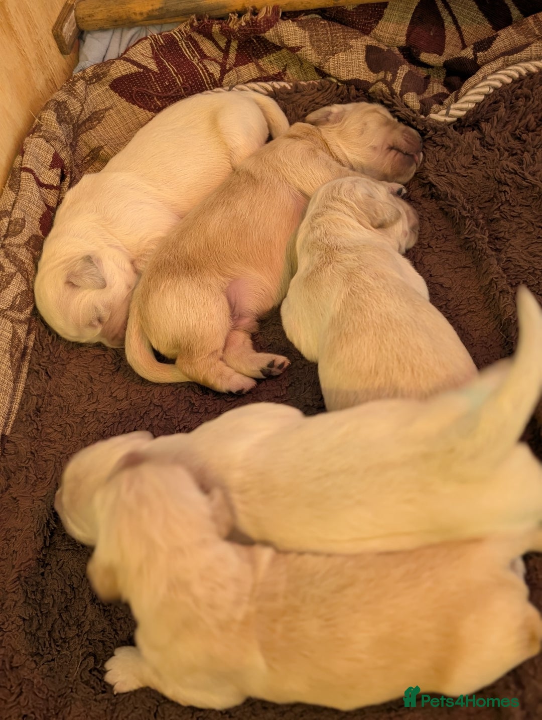 Golden Retriever dogs for sale: KC Golden Retriever Puppies for sale (4 boys left) - Image 8