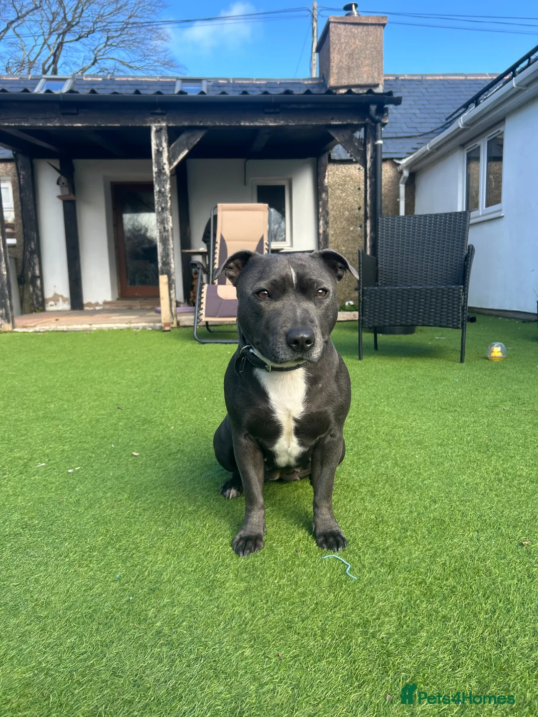 Staffordshire Bull Terrier dogs for sale: 🐾 KC Staffordshire Bull Terrier  🐾 in Pwllheli - Advert 2