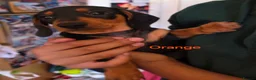Miniature Dachshund dogs for sale: BLACK/TAN Adorable dachshund puppies for sale😍 - Advert 26