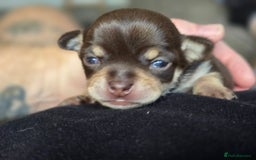 Chihuahua dogs for sale: EXCELLENT BLOODLINE SMOOTHCOAT CHIHUAHUA PUPPIES - Image 9