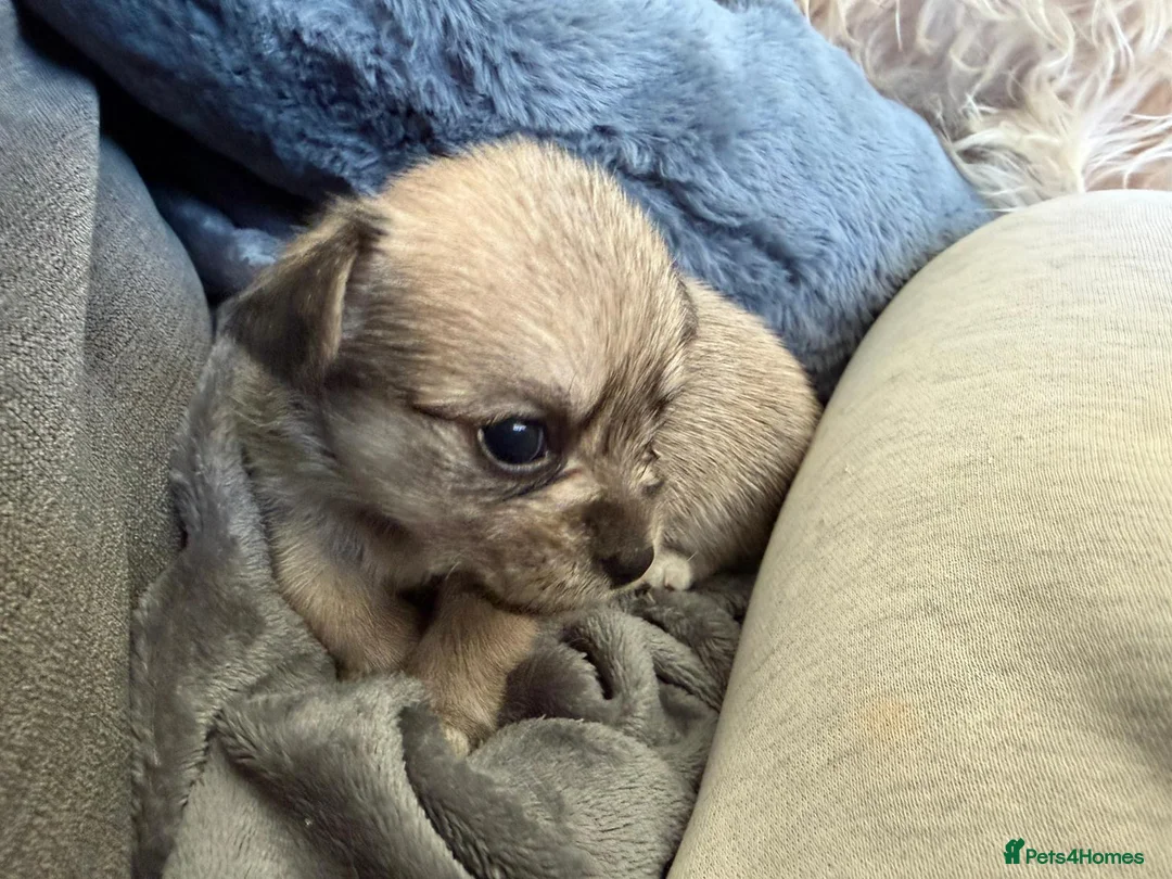 Mixed Breed dogs for sale: Beautiful puppies looking for loving homes - Advert 9