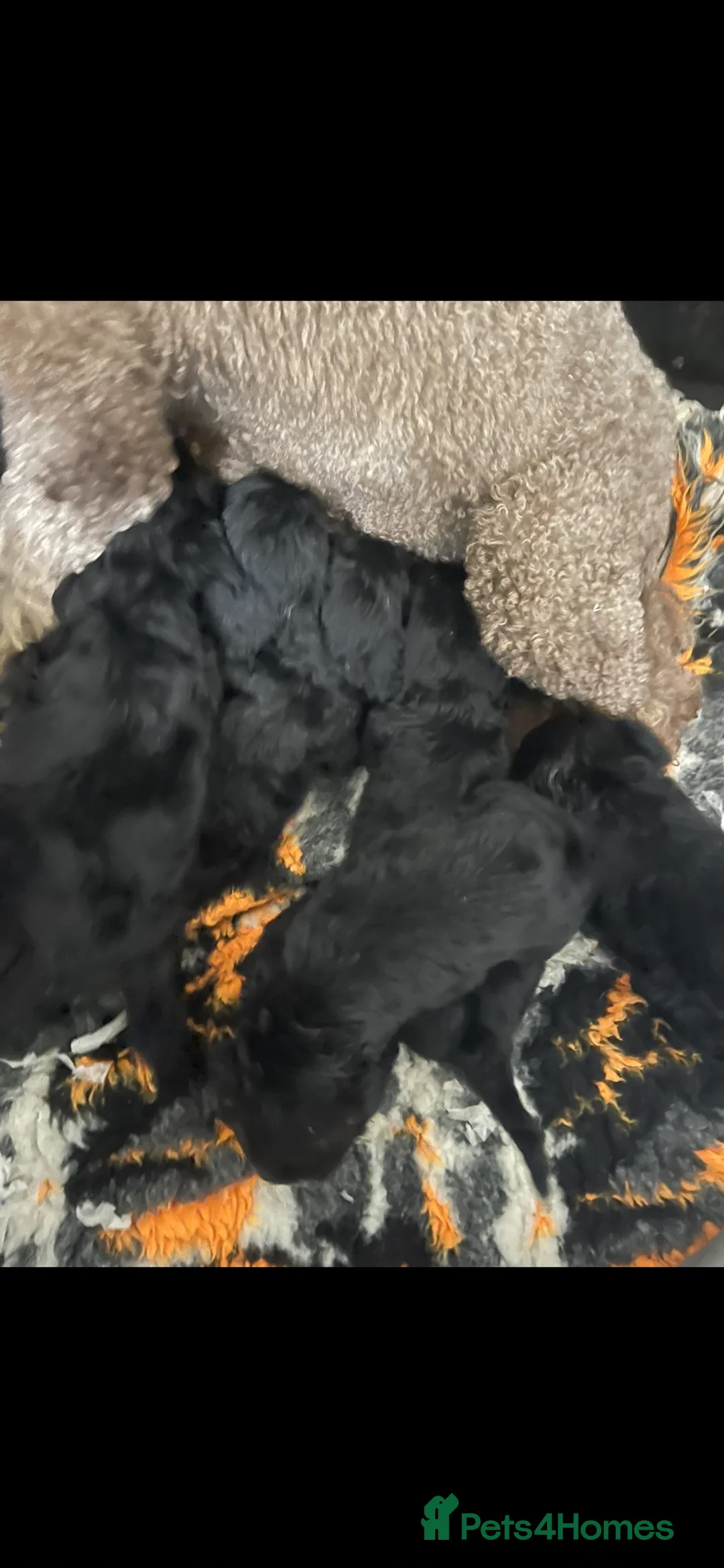 Goldendoodle dogs for sale: STUNNING DNA TESTED GOLDENDOODLE - Advert 6