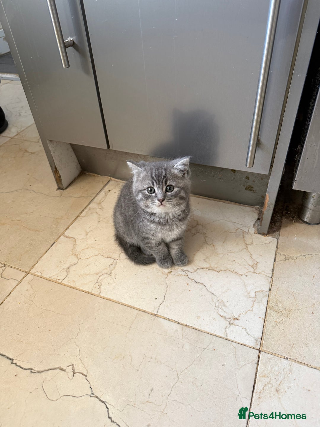 British Shorthair cats for sale:  Bargin BSH British short hair lovely kittens - Advert 7