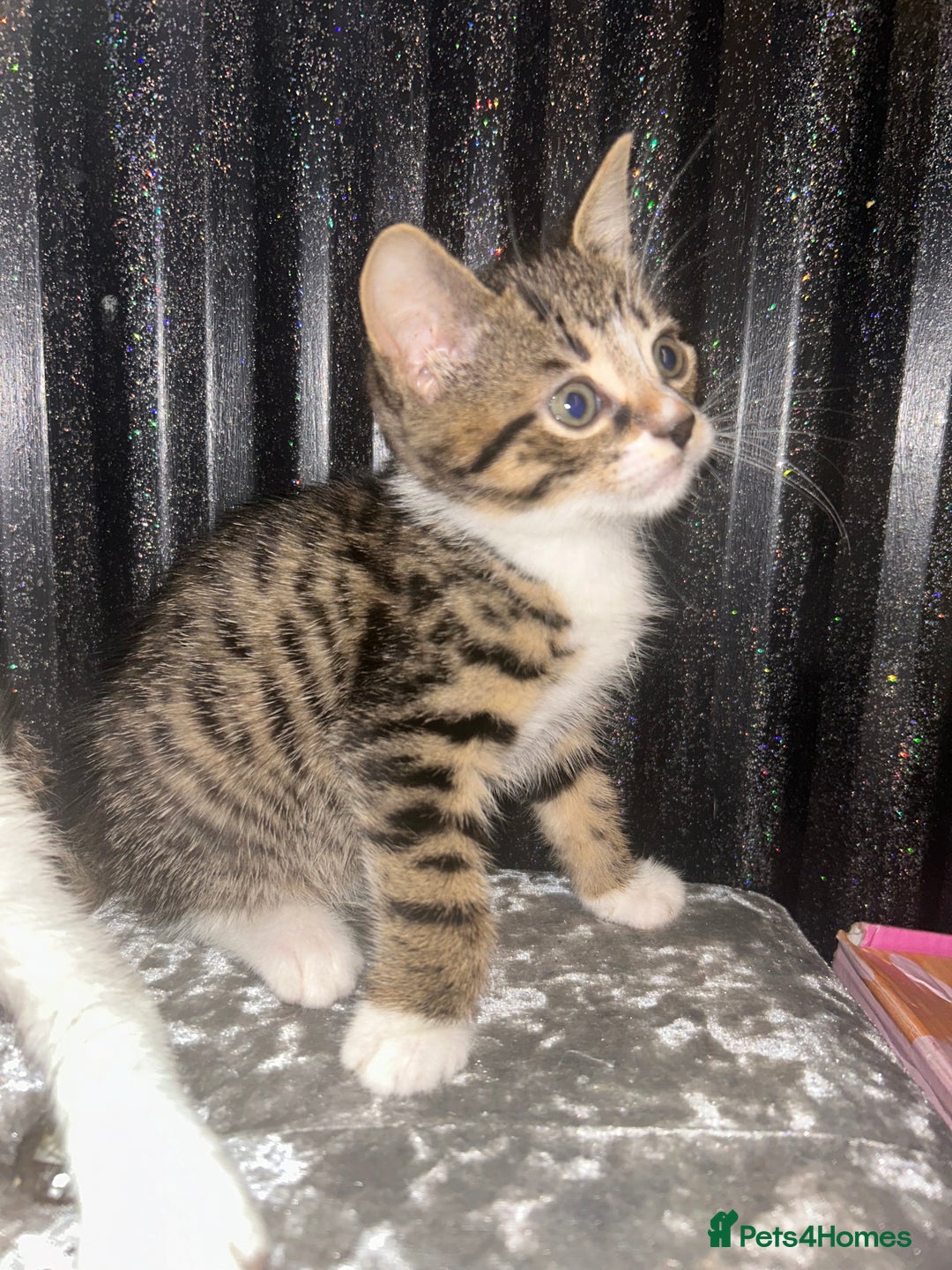 Bengal cats for sale: Loving Home Wanted. Bengal X kittens for sale  - Advert 8
