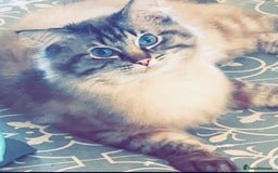 Ragdoll cats for sale: A stunning litter of ragdolls  - Image 6