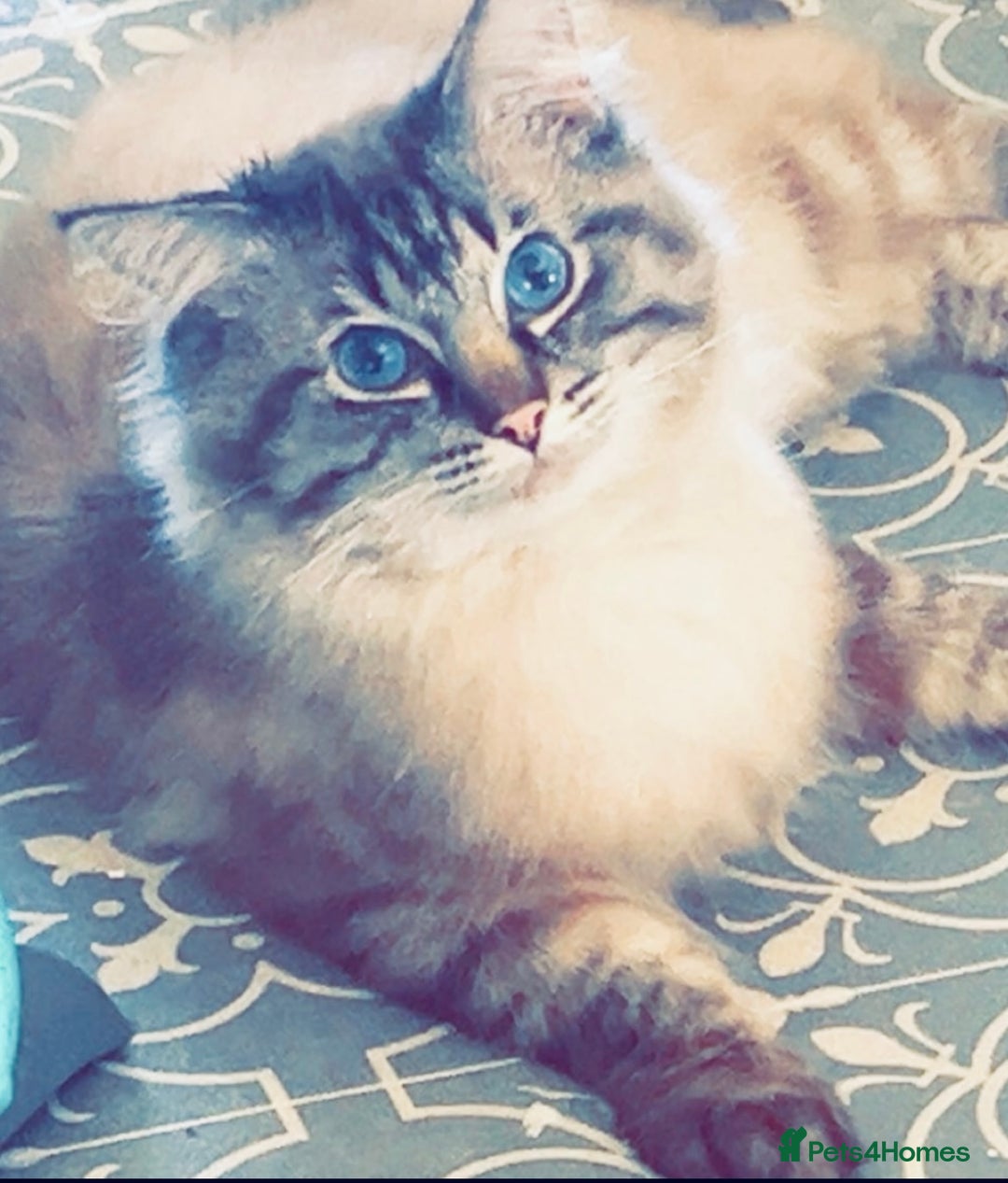 Ragdoll cats for sale: A stunning litter of ragdolls  - Image 6