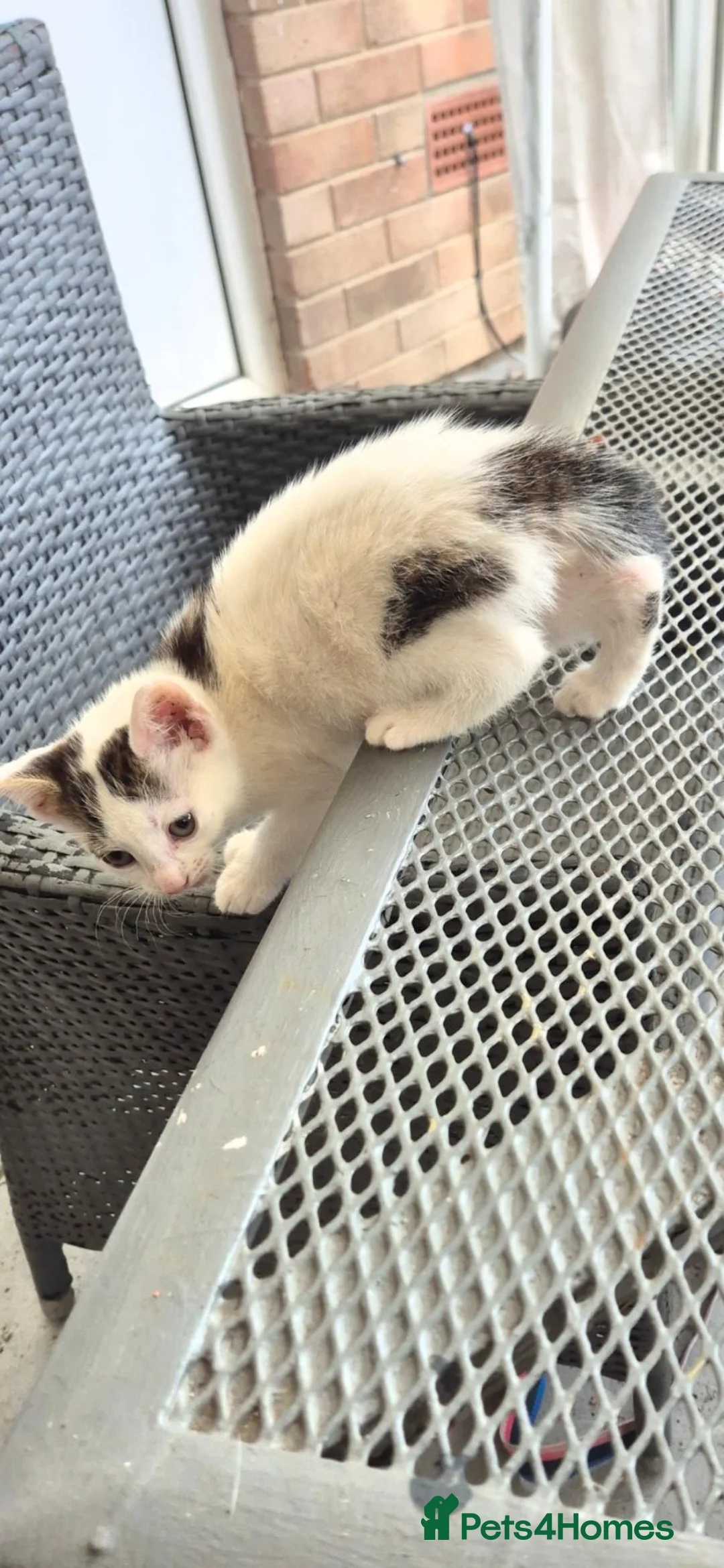 British Shorthair cats for sale: Gorgeous girl kittens for sale in Basildon - Advert 2