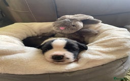 Saint Bernard dogs for sale: Stunning KC reg Saint Bernard puppies  - Image 11