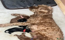Cavapoo dogs for sale: Cute cavas for best homes only!  - Image 4
