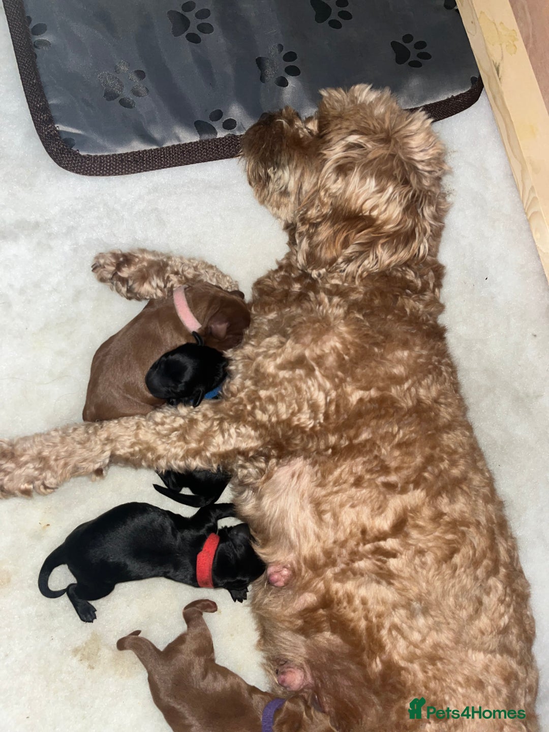 Cavapoo dogs for sale: Cute cavas for best homes only!  - Image 4