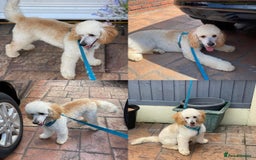 Miniature Poodle dogs for stud: HEALTH TESTED Kc Registered Miniature Poodle STUD in Doncaster - Image 22