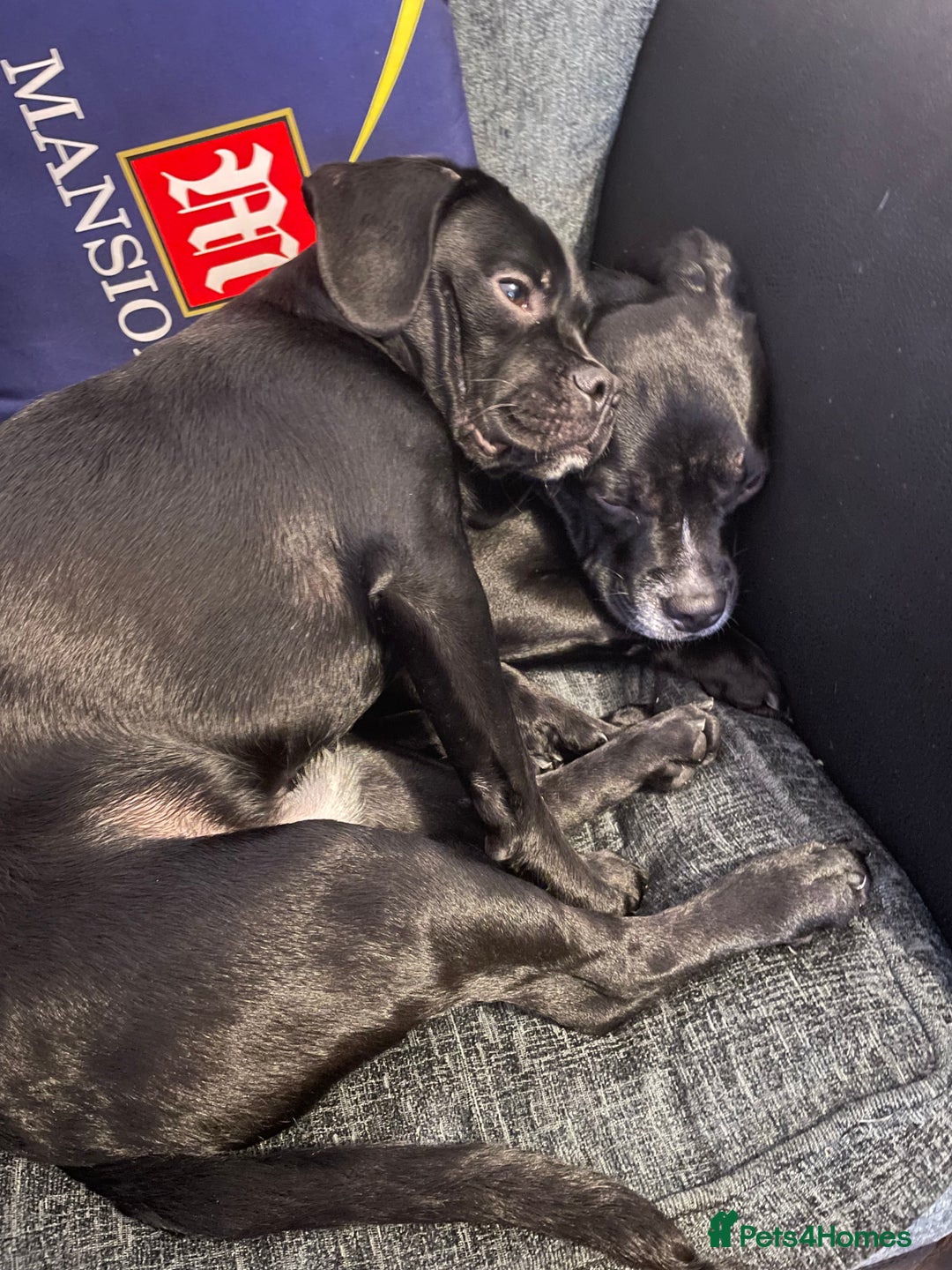 Mixed Breed dogs for sale: Ronnie and Reggie  - Advert 6