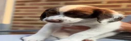 English Springer Spaniel dogs for sale: Lovely boy left £1055,Kc reg, health cleared  - Advert 3