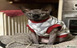 Sphynx cats for sale: 4 Beautiful sphynx kittens available - Image 15